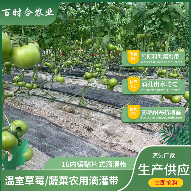 內(nèi)鑲貼片式滴灌帶價(jià)格山東百時(shí)合農(nóng)業(yè)科技有限公司