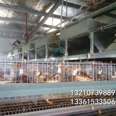 蛋鴨全自動籠子 三層雞場專用 籠子價格便宜質量放心