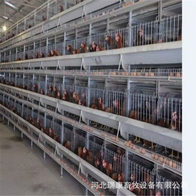 雞籠廠家養(yǎng)殖設備 蛋雞籠 肉雞籠 小雞龍 鵪鶉籠 可做全自動設備