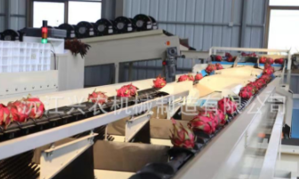 智能水果分選橙橘分選機(jī)