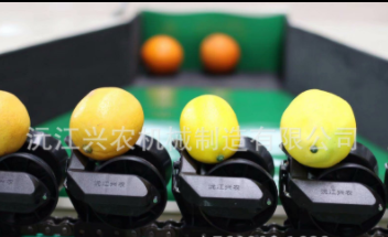 智能分選--沃柑分選機(jī)