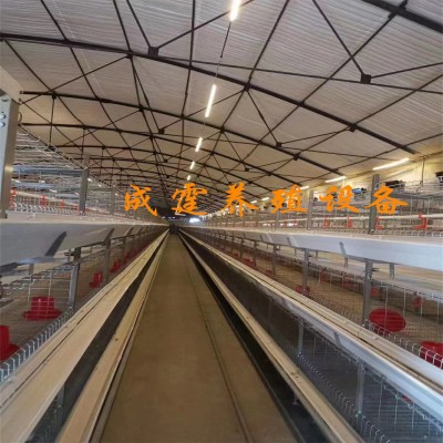 雞籠兔籠鴿子籠加工定做全自動蛋雞肉雞