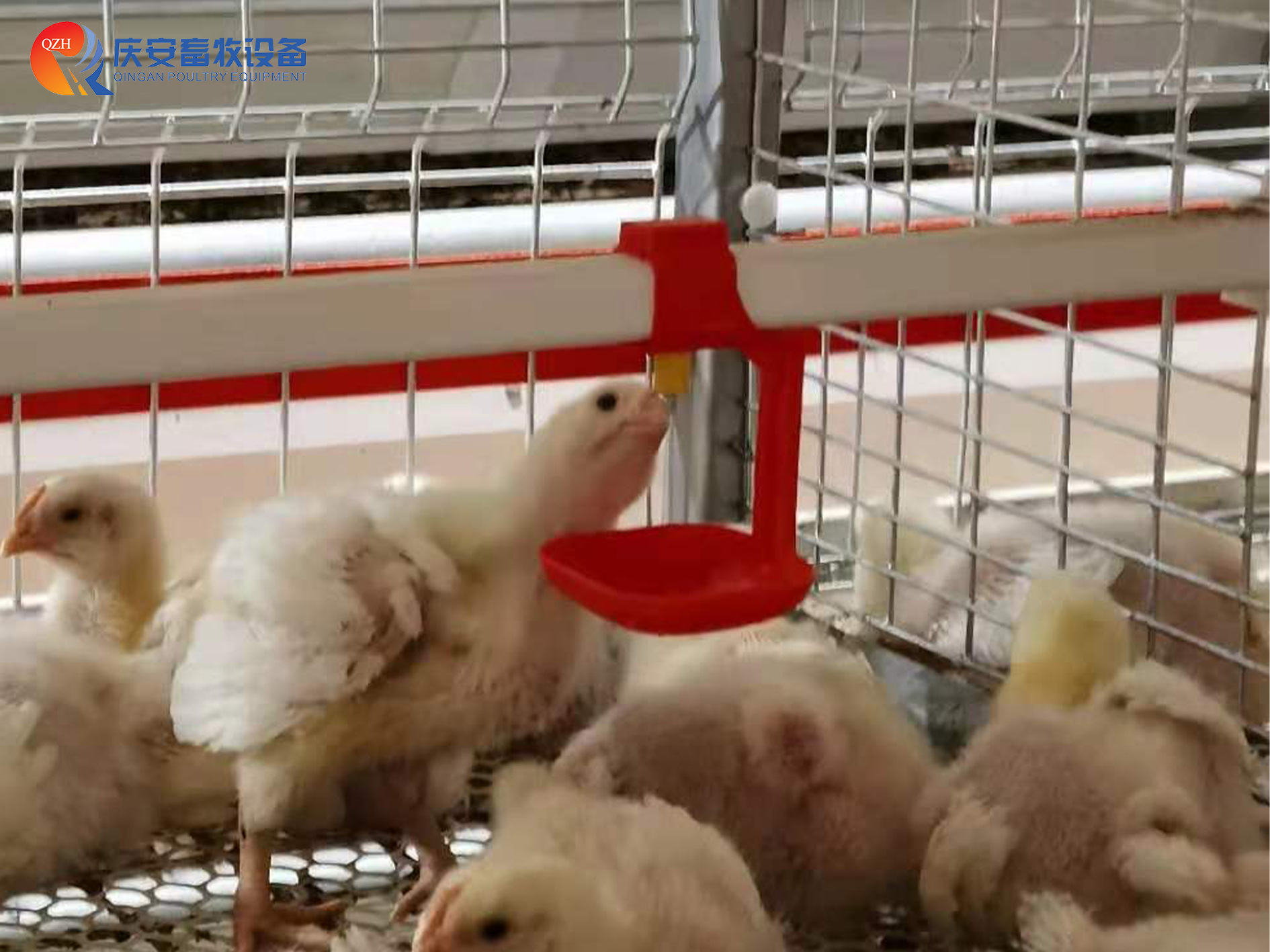 （第三行第二張）