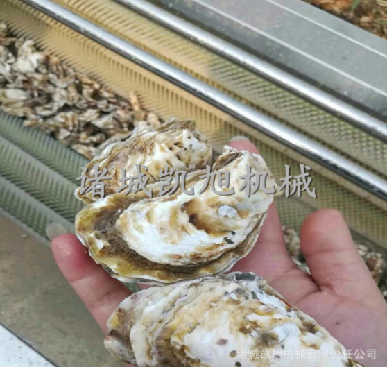 海蠣子清洗機 軟刷頭硬毛刷海鮮清洗設備 毛刷毛輥清洗脫皮機