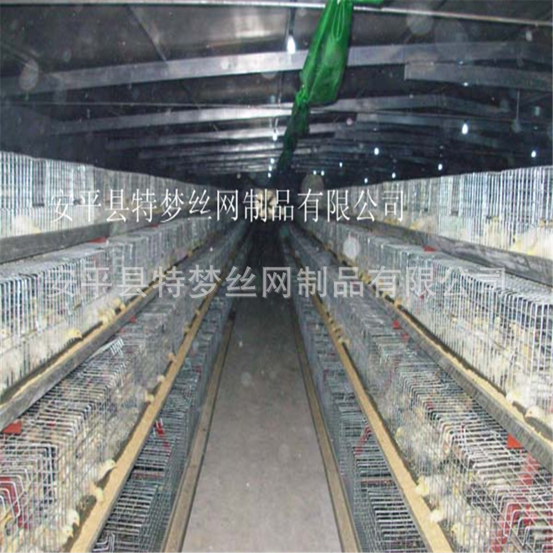 四層階梯式育雛籠