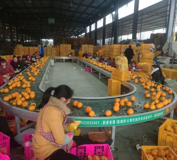 不銹鋼環形傳送機 輸送機設備 食品飲料水果裝箱物流傳送 支持定制