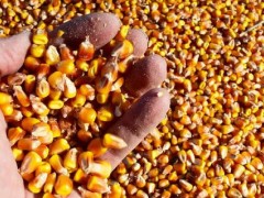 糧食烘干機賣空了