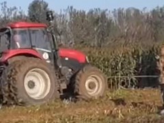 收玉米農機總趴窩 京郊種植戶用拖拉機拽著下地搶農時