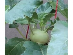 大頭菜的種植與儲存方法揭秘，家里也能輕松種植！