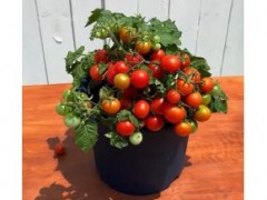 矮生小番茄種植全過程，簡單好種，適合新手