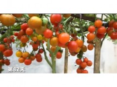 把小番茄切片埋在土壤里會發生什么？想不到小番茄這么好種植！