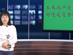 農(nóng)業(yè)知識：玉米高產(chǎn)應(yīng)該追施尿素還是復(fù)合肥？農(nóng)民了解了嗎