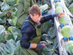 外國農(nóng)業(yè)機械化摘卷心菜，看起來很先進