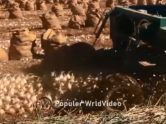 走進(jìn)美國農(nóng)業(yè)機(jī)械農(nóng)業(yè)技術(shù)