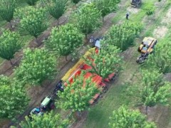 水果收割機(jī)究竟有多強(qiáng)？果農(nóng)實(shí)拍數(shù)種超強(qiáng)采摘農(nóng)機(jī)，過程引起舒適